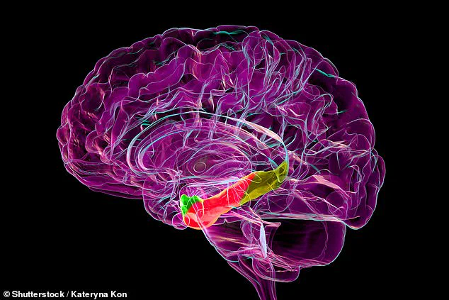 Stanford Study Identifies Brain Region Linked to Age-Related Disorientation and Alzheimer's Disease