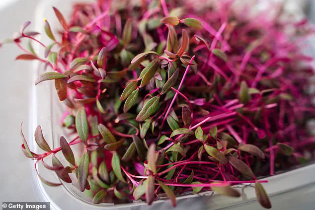 Experts Laud Amaranth as Nutrient Powerhouse, Rediscovering Ancient Grain's Modern Health Benefits