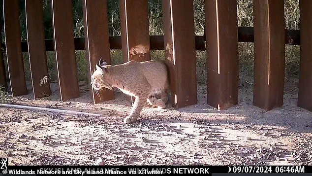 Insufficient Gaps: Wildlife Activists Brand US-Mexico 'Doggy Doors' Initiative a Joke