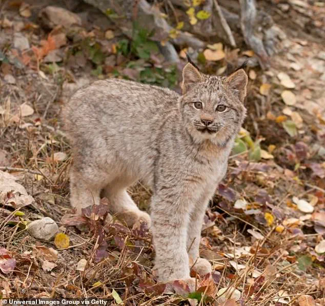 Rare Lynx Kitten Sighting in Voyageurs National Park Offers New Insights for Conservation Efforts