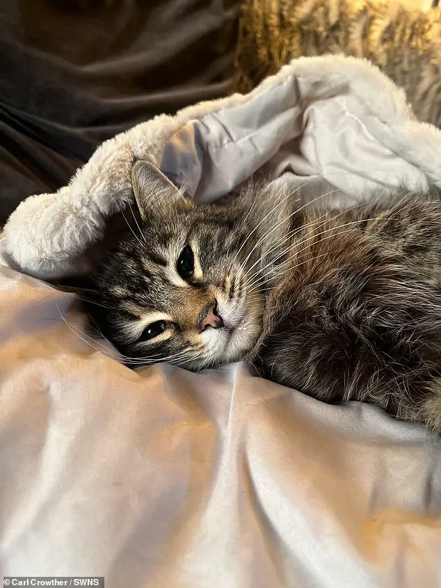 Amazon Delivery Driver Allegedly Caught on Camera Stealing Cat in Elland, West Yorkshire
