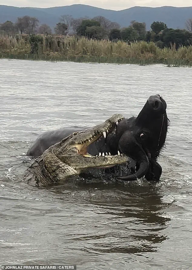 Predator-Prey Encounter: The Survival Instincts of a Buffalo Witnessed on Zambia's Zambezi River