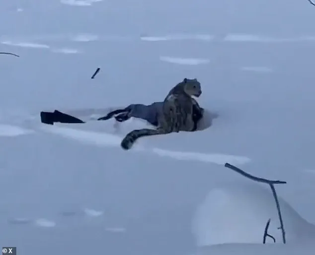 Serious Injury in Rare Snow Leopard Encounter at Northern China's Keketuohai UNESCO Geopark