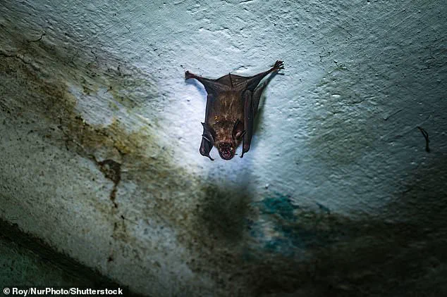 Nipah Virus Resurgence Sparks Urgent Health Measures in India as Officials Warn of High Fatality Risks