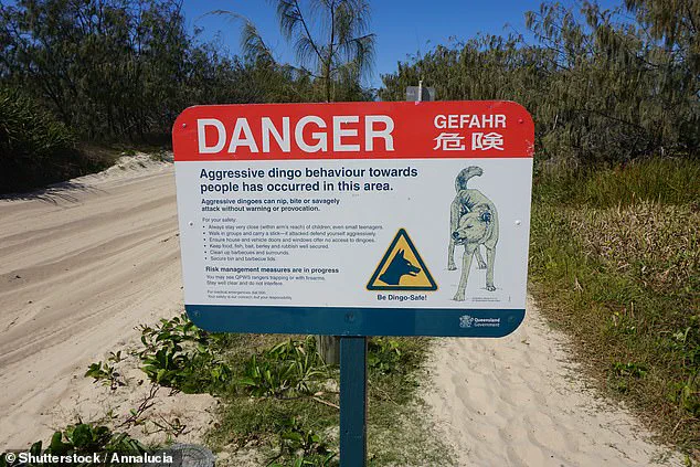 Tourist's Dusk Walk on K'gari Draws Criticism for Contradicting Safety Protocols, Days Before Backpacker's Death