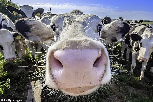 Firefighters Rescue Dog Walker After Hours-Long Standoff with Aggressive Cow on Isle of Wight