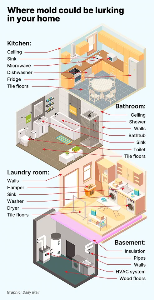 Toxic Mould in Homes: Childhood Exposure Linked to Lasting Lung Damage into Adulthood
