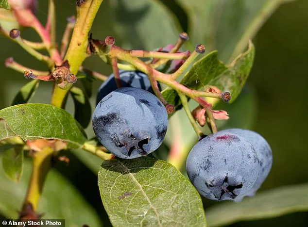 Blueberries: Health Benefits and Their Journey to the UK's Tables