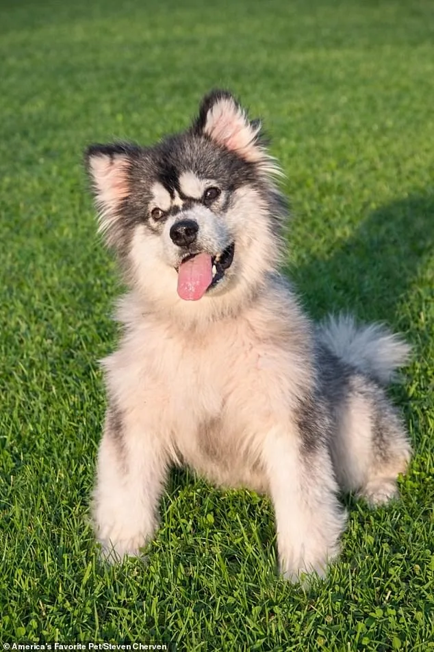 From Slaughterhouse to Sanctuary: Kronk's Miraculous Survival Against the Dog Meat Trade