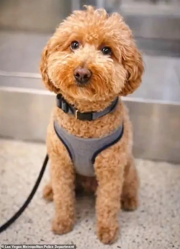 Woman Allegedly Leaves Service Dog Tied to Carry-On Sizer at Las Vegas Airport
