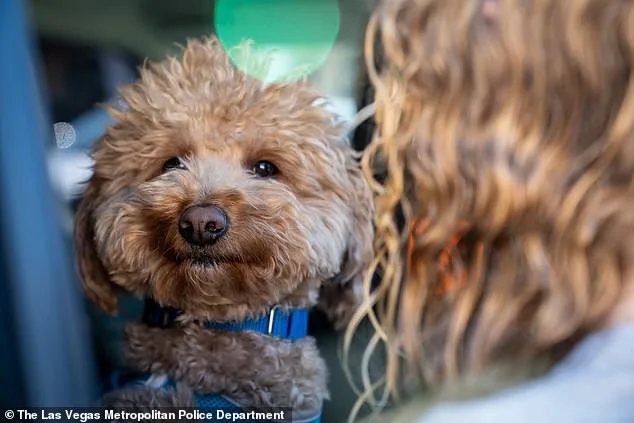 Sweet Golden Retriever Finds Forever Home After Being Abandoned at Airport