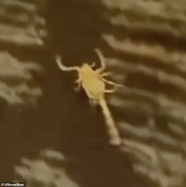 Silver Sevens Hotel Faces Scrutiny Over Scorpion Encounters and Guest Injuries