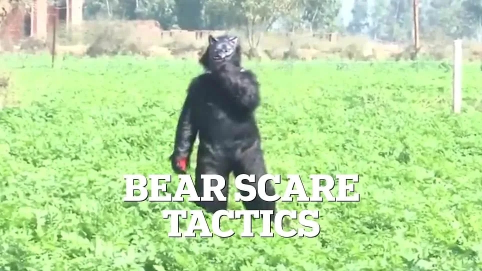 Desperate Farmers in Uttar Pradesh Turn to Bear Costumes to Deter Crop-Thieving Monkeys