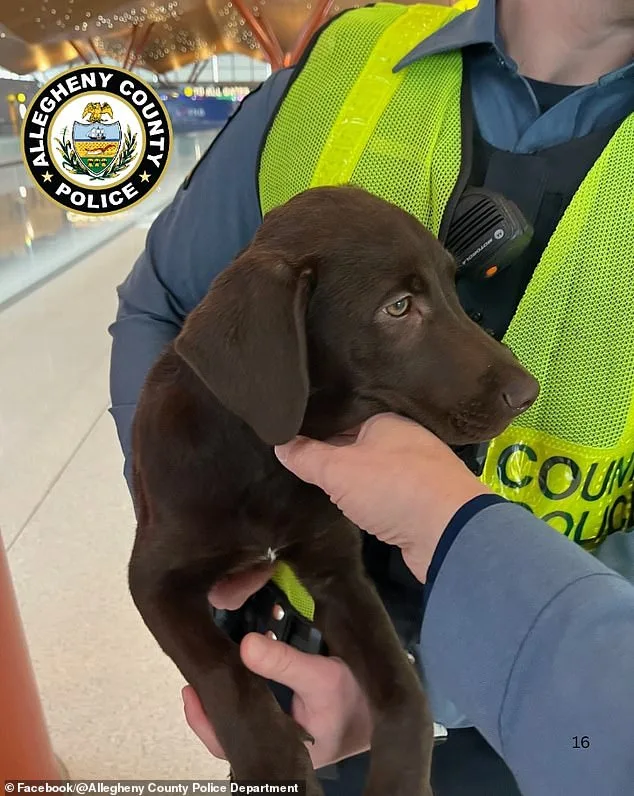 Man Charged with Animal Cruelty After Abandoning Dog at Pittsburgh Airport