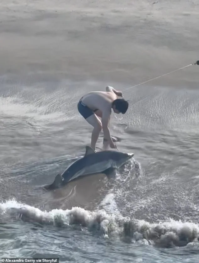 Fisherman Rescues Entangled Juvenile Great White Shark at Hermosa Beach Pier