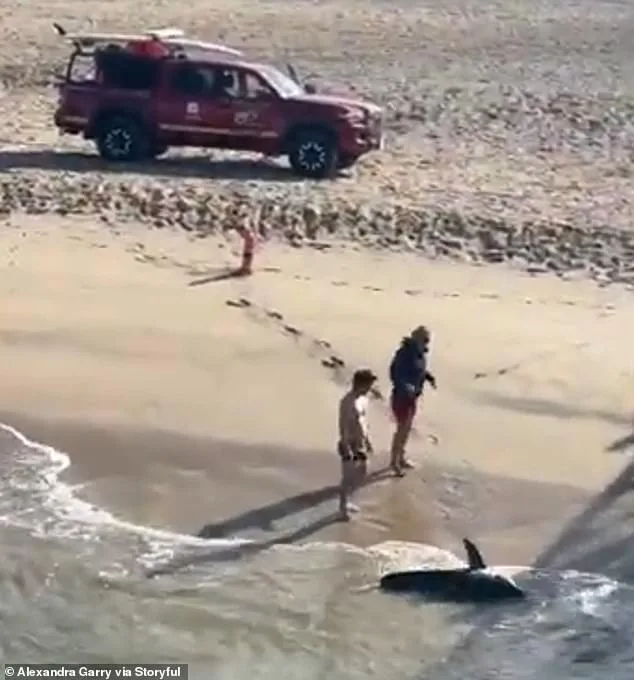 Fisherman Rescues Entangled Juvenile Great White Shark at Hermosa Beach Pier