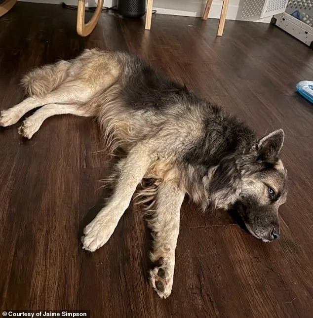 America's Saddest Husky: Abandoned in Arizona Desert After Owners' Deportation