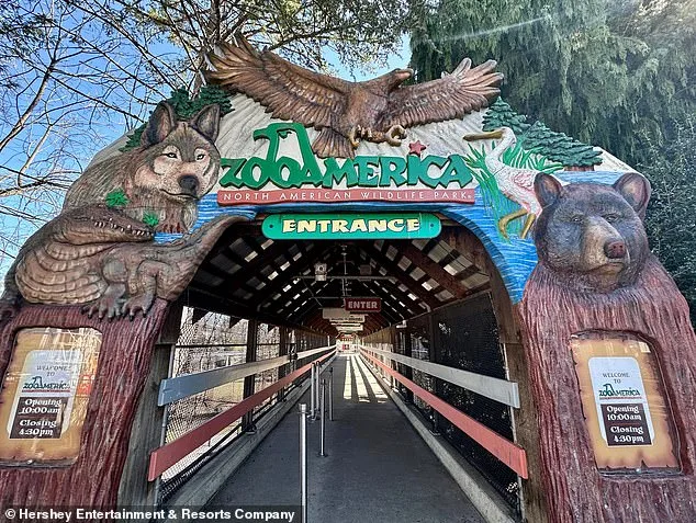 Hersheypark Zoo Incident: Toddler Injured by Wolf After Parents Distracted by Phones