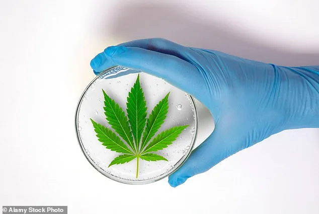 Cannabis Use on the Rise in the UK: Normalization Sparks Public Health Concerns
