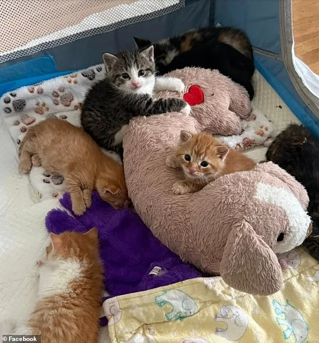 Lowe's Staff Stumbles Upon Hidden Kittens in Downingtown Store.