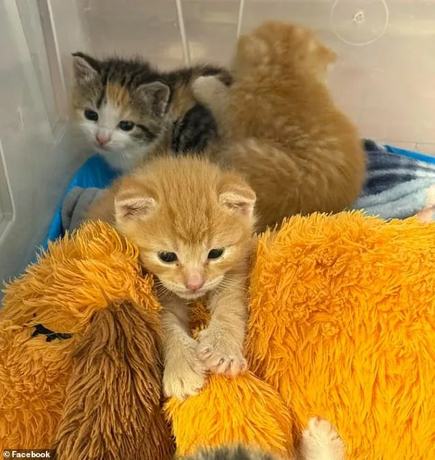 Lowe's Staff Stumbles Upon Hidden Kittens in Downingtown Store.