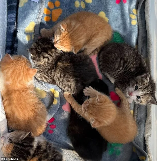 Lowe's Staff Stumbles Upon Hidden Kittens in Downingtown Store.
