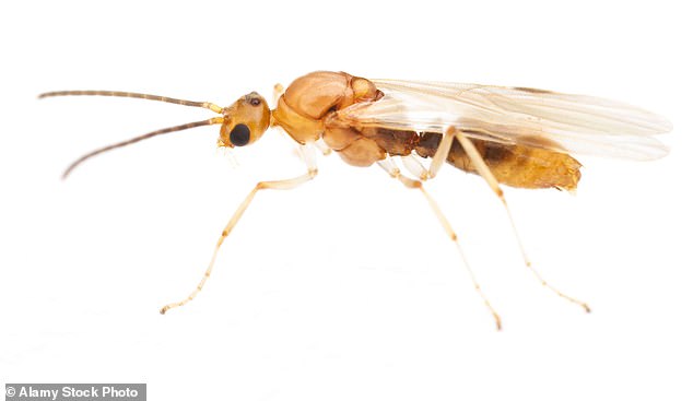 Deadly Asian needle ants from China spread across 20 US states.