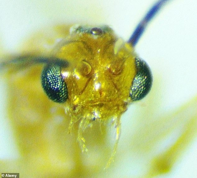 Deadly Asian needle ants from China spread across 20 US states.