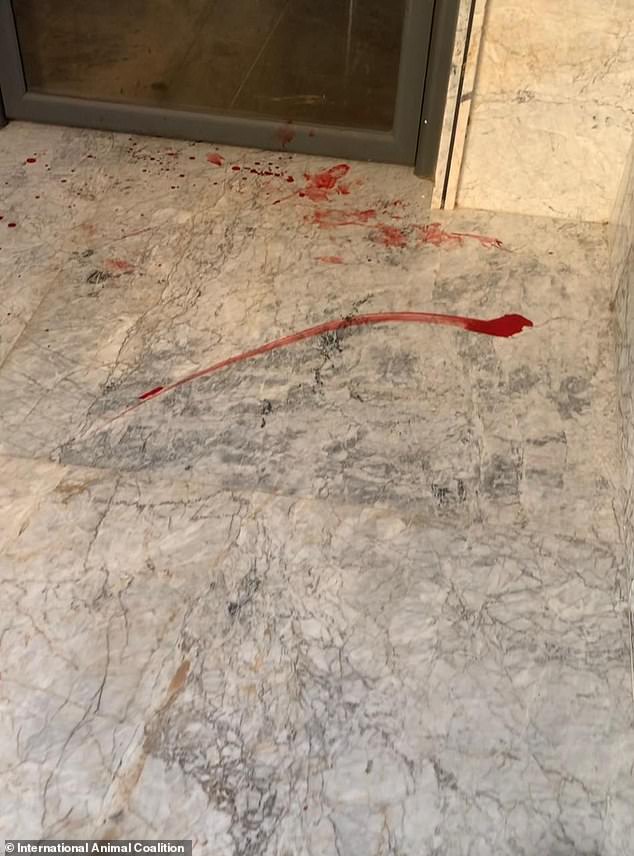 Moroccan officials accused of killing stray dogs ahead of 2030 World Cup.
