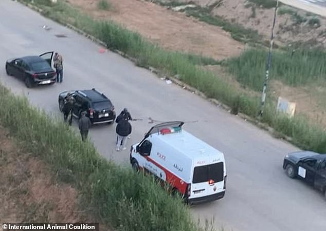 Moroccan officials accused of killing stray dogs ahead of 2030 World Cup.