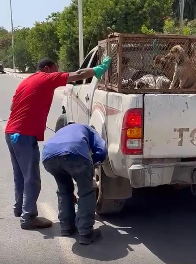Moroccan officials accused of killing stray dogs ahead of 2030 World Cup.