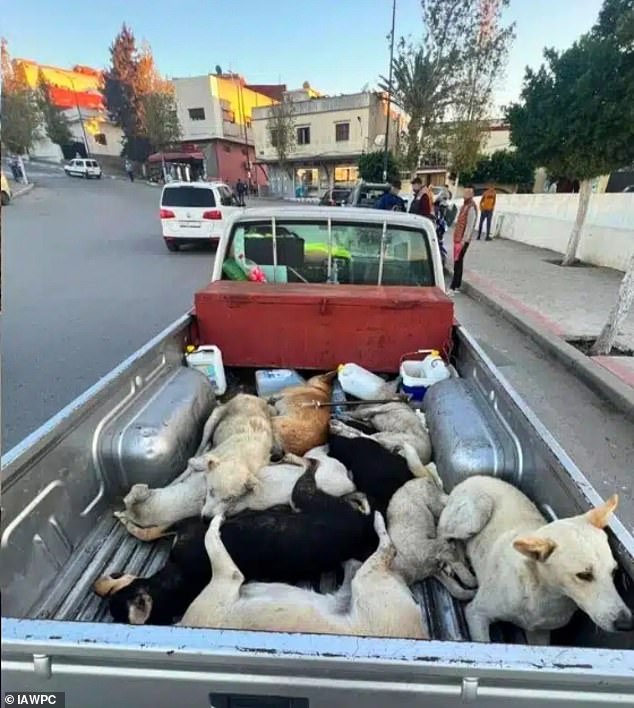 Moroccan officials accused of killing stray dogs ahead of 2030 World Cup.