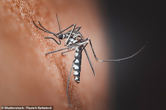 Climate change may drive Chikungunya virus toward Europe and North America.