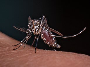 Climate change may drive Chikungunya virus toward Europe and North America.