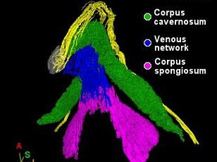 Emotional intimacy, not physical sensation, drives female orgasm intensity.