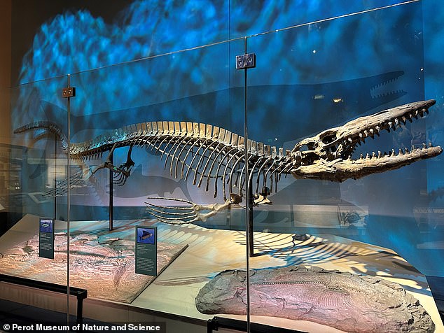 New 43-foot Mosasaurus Ruled Ancient Seas Like a Land-Based T-Rex