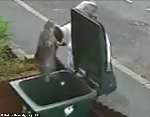 Woman's Viral Cat Rescue Incident Leaves Her Permanently Scorned Worldwide