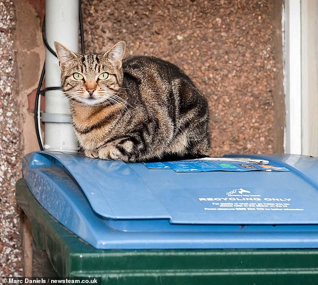 Woman's Viral Cat Rescue Incident Leaves Her Permanently Scorned Worldwide