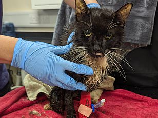 Woman's Viral Cat Rescue Incident Leaves Her Permanently Scorned Worldwide